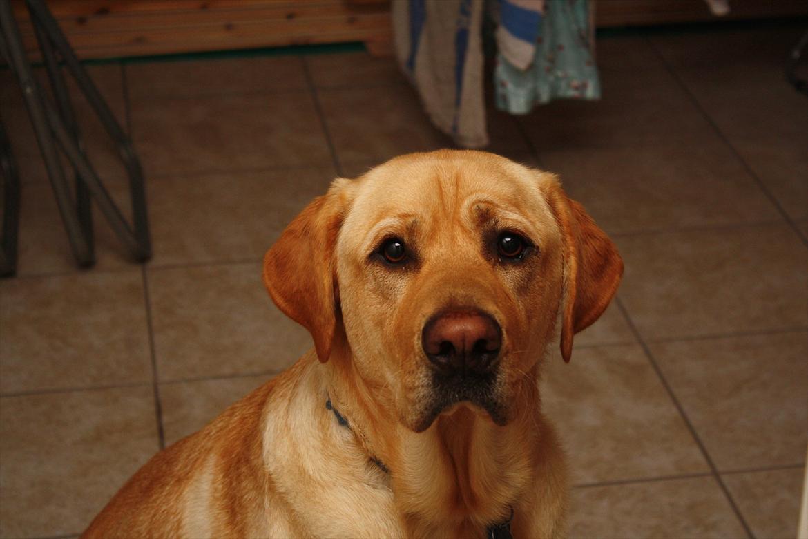 Blanding af racer Luckie billede 7