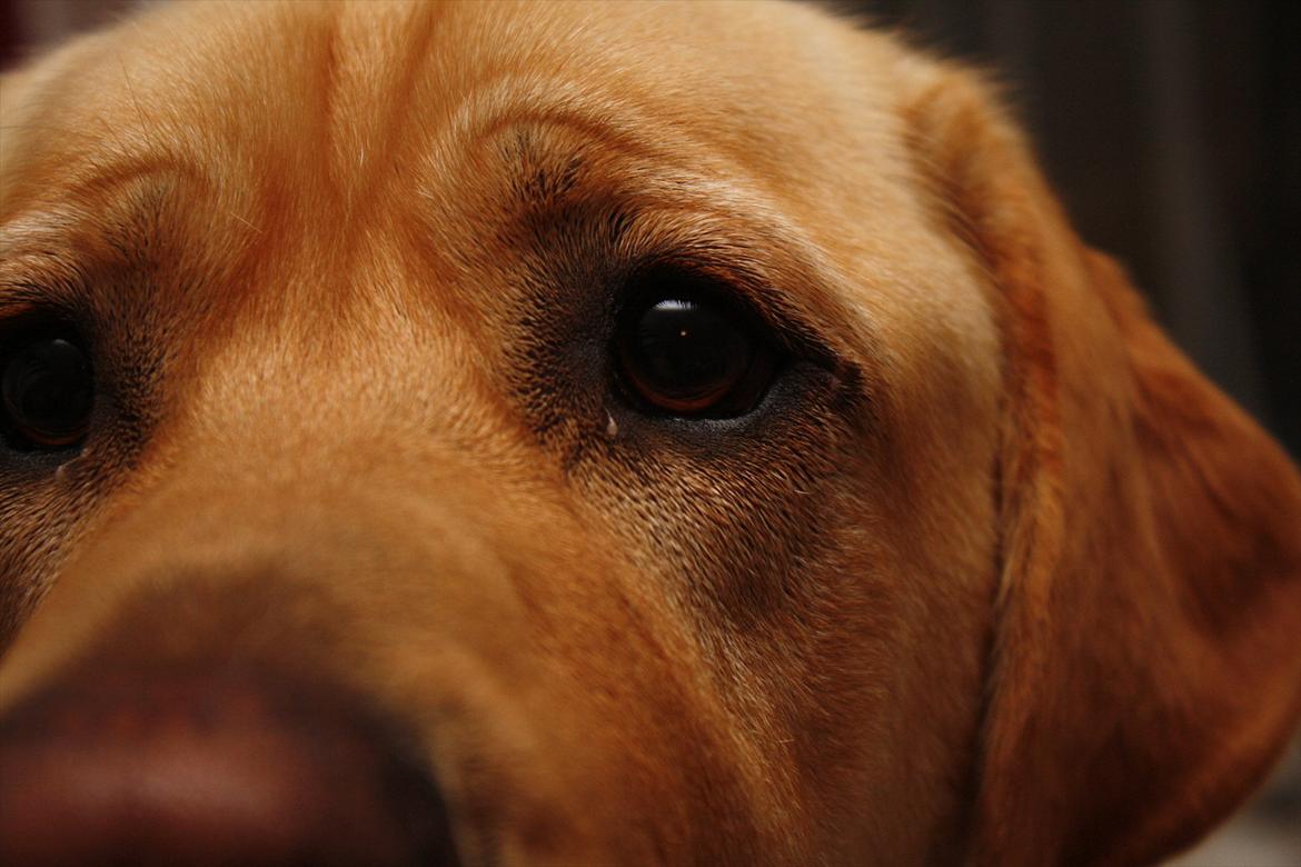 Blanding af racer Luckie billede 19