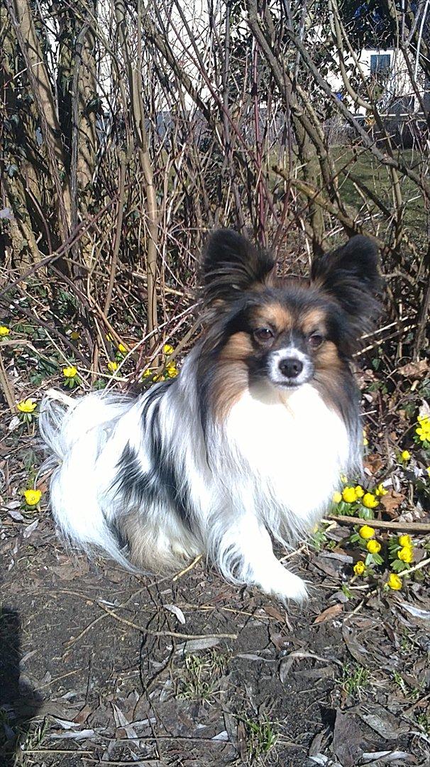 Papillon Nikki - Velkommen til nikki´s profil billede 1