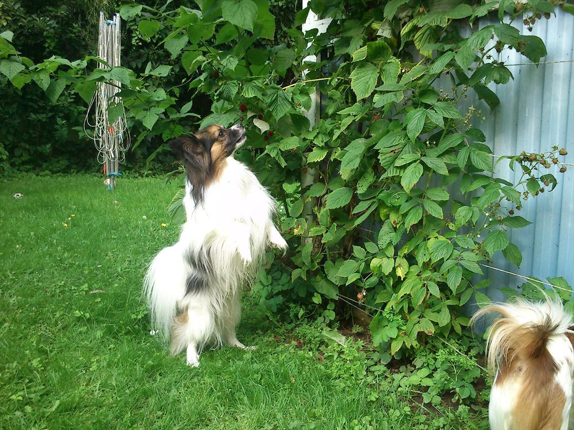 Papillon Nikki billede 2