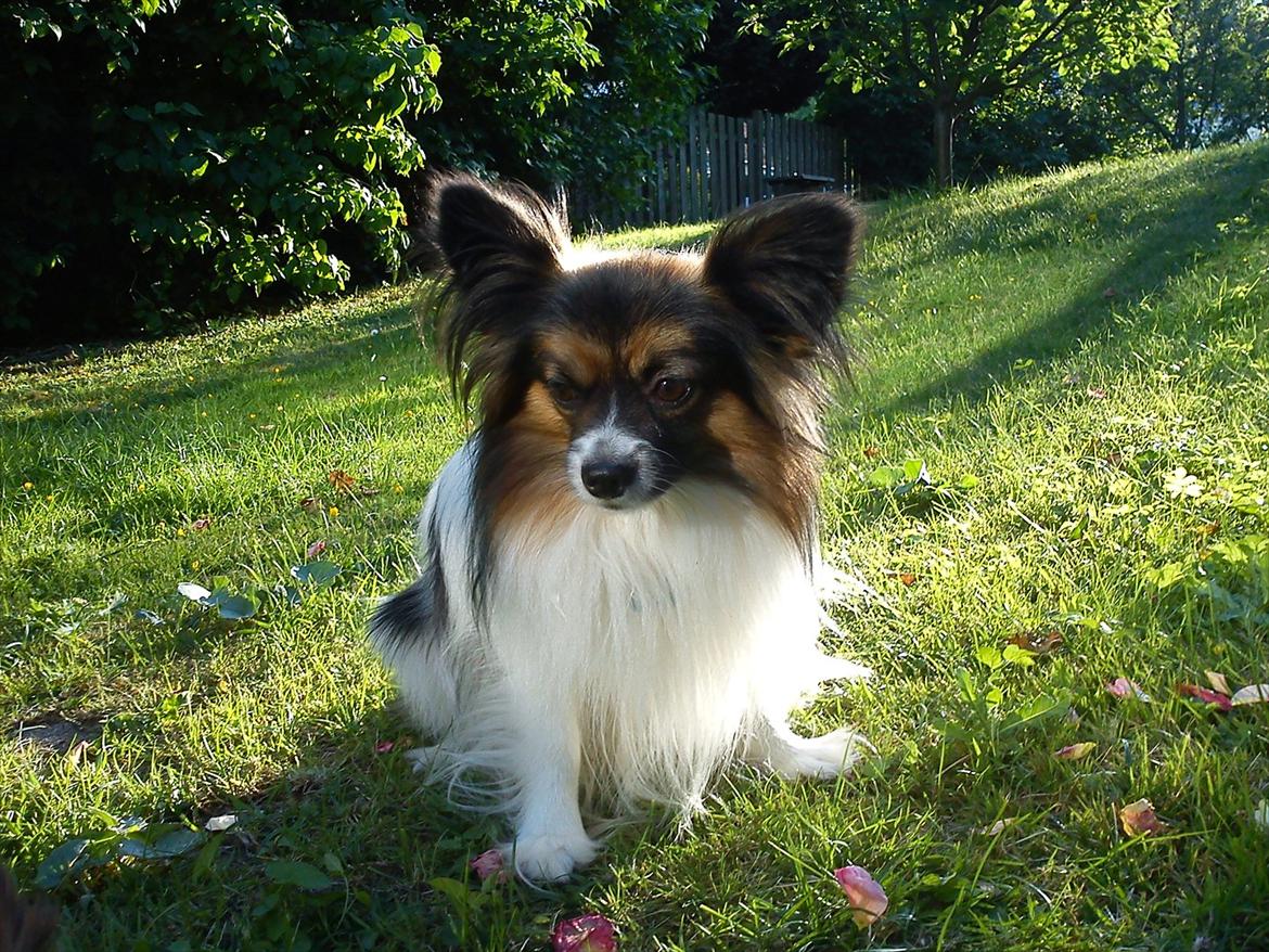 Papillon Nikki billede 3