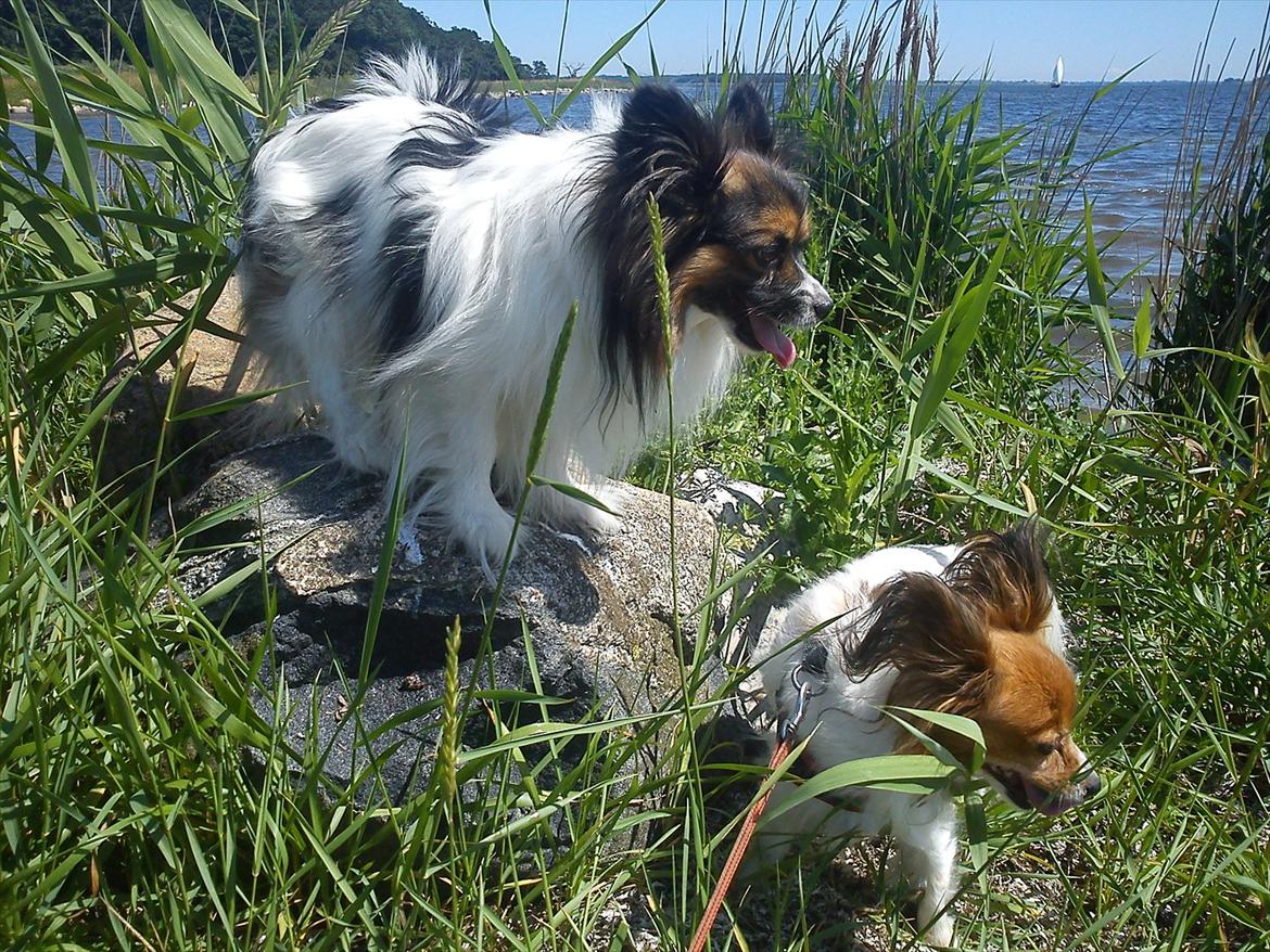 Papillon Nikki billede 4