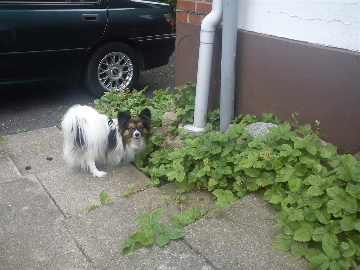 Papillon Nikki billede 5