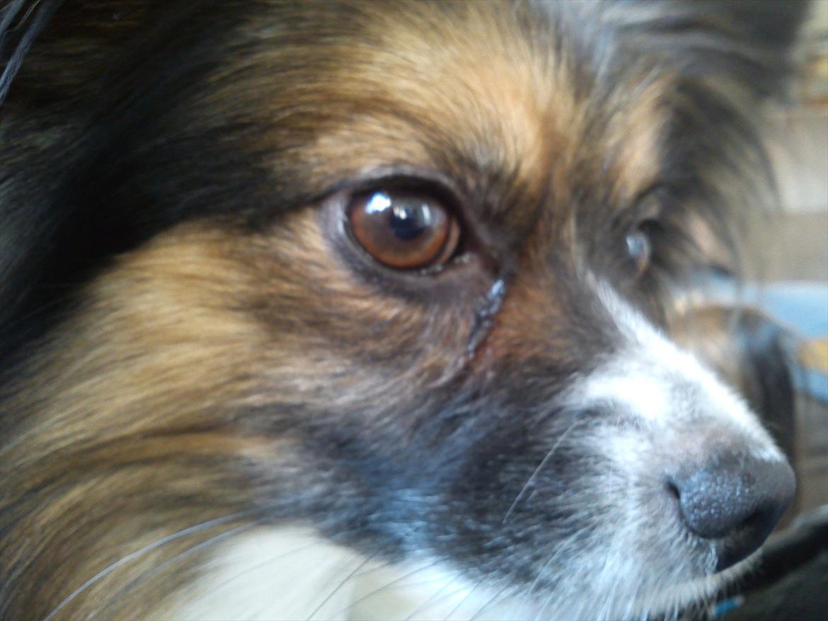 Papillon Nikki billede 6