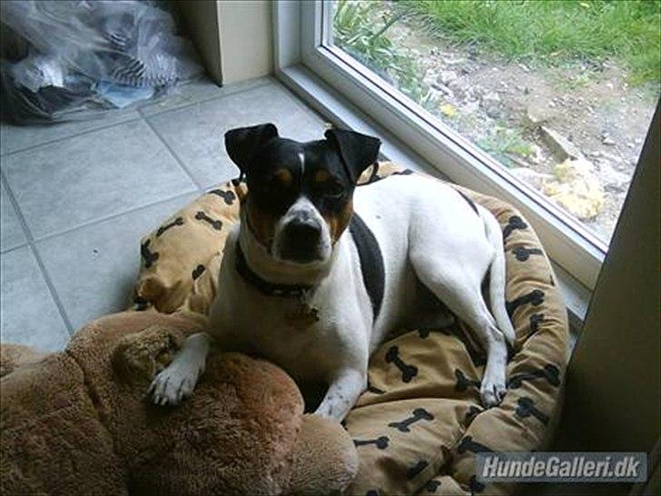 Blanding af racer Max <3 - Det er Maxs far :) billede 12