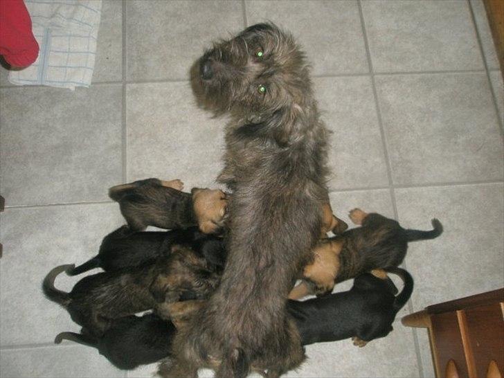 Blanding af racer Max <3 - Det er Maxs mor :) billede 13