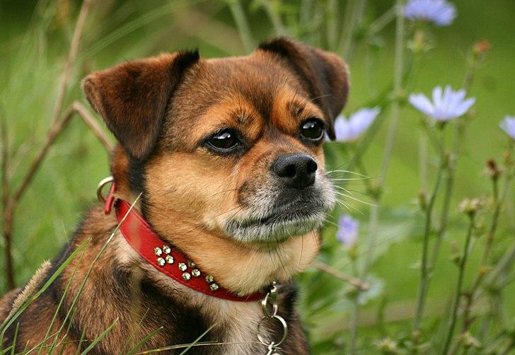 Blanding af racer Lilly - Lilly i en smuk efterårs sol *24/9-11* billede 31