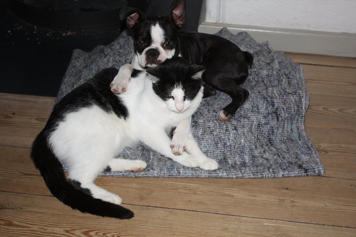 Boston terrier Hector billede 13