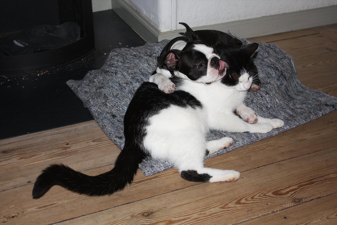 Boston terrier Hector billede 14