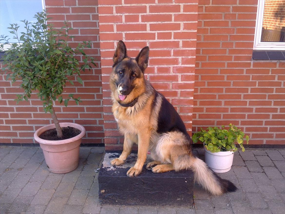 Schæferhund Jack billede 3