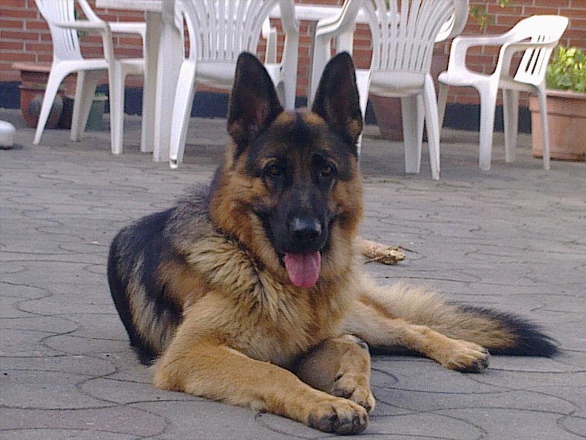 Schæferhund Jack billede 1