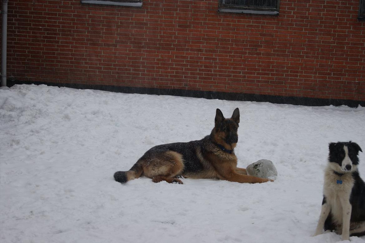 Schæferhund Jack billede 17