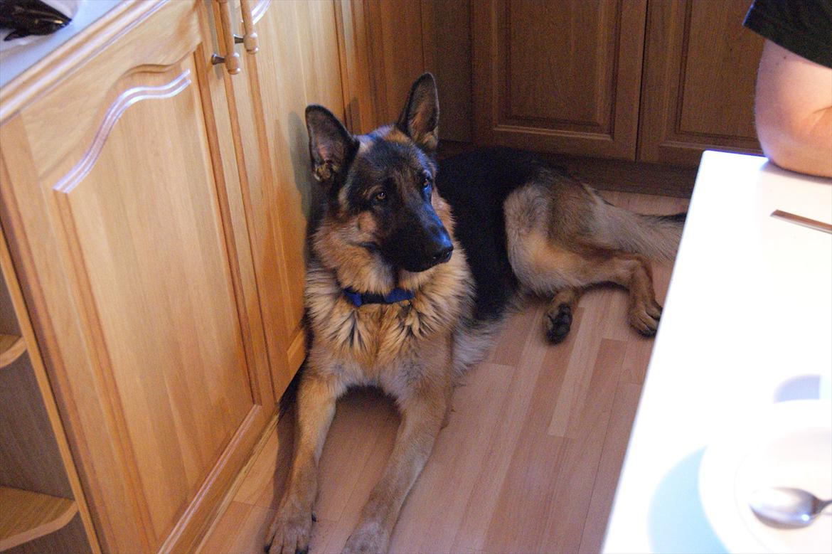 Schæferhund Jack billede 5