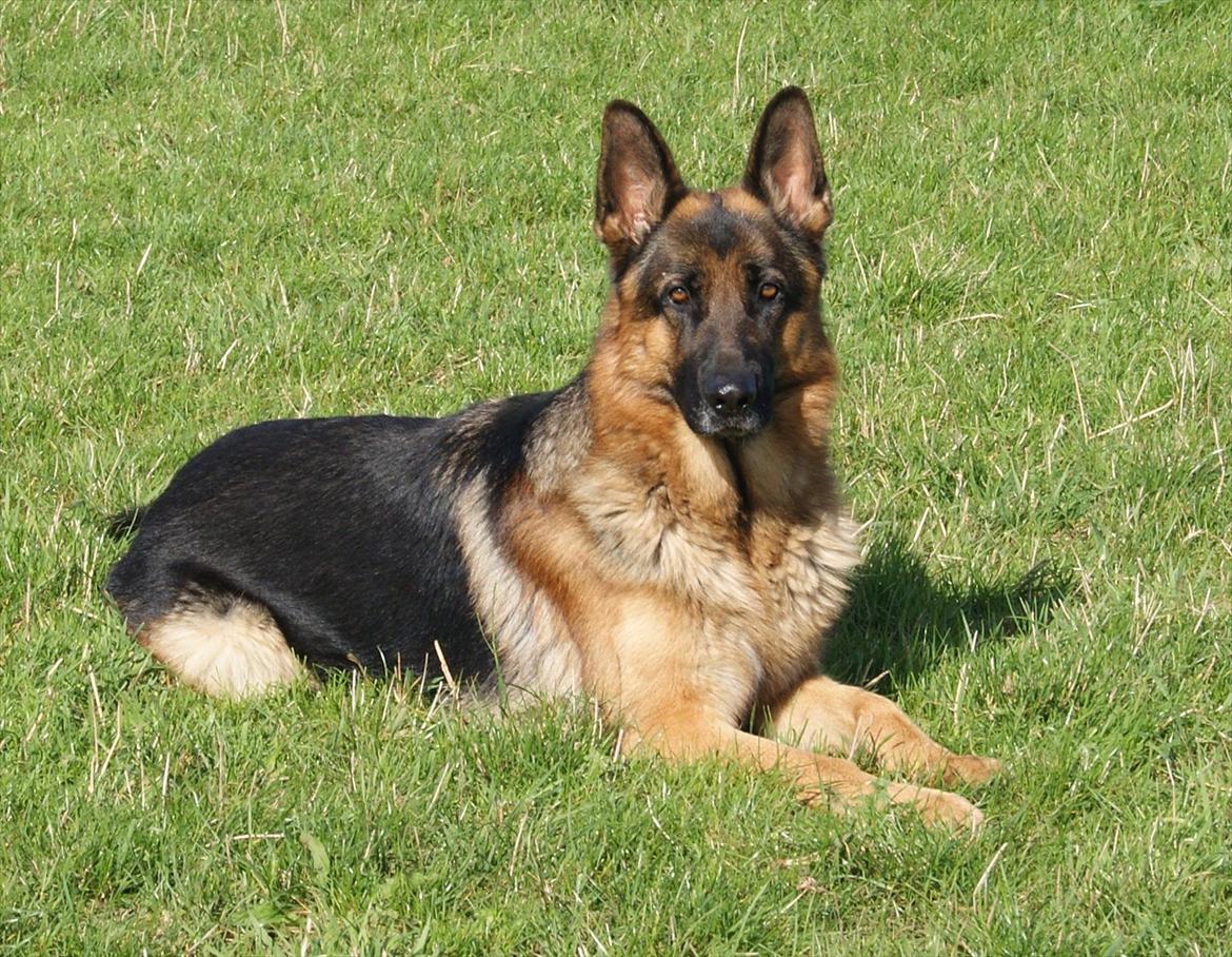 Schæferhund Jack - 2011 billede 2