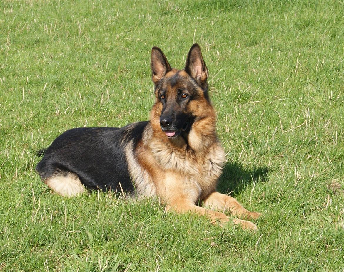 Schæferhund Jack - 2011 billede 6