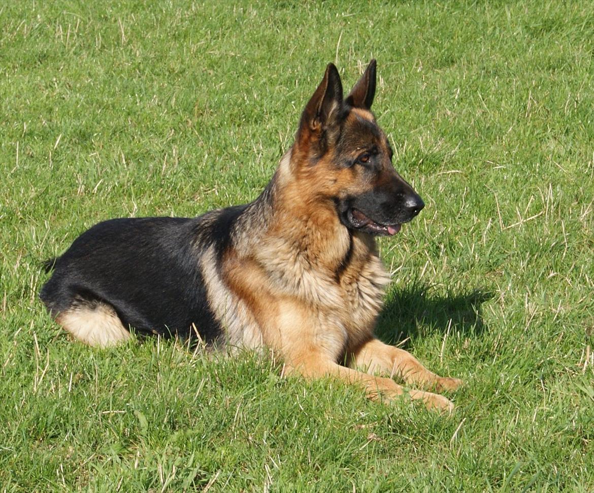 Schæferhund Jack - 2011 billede 4