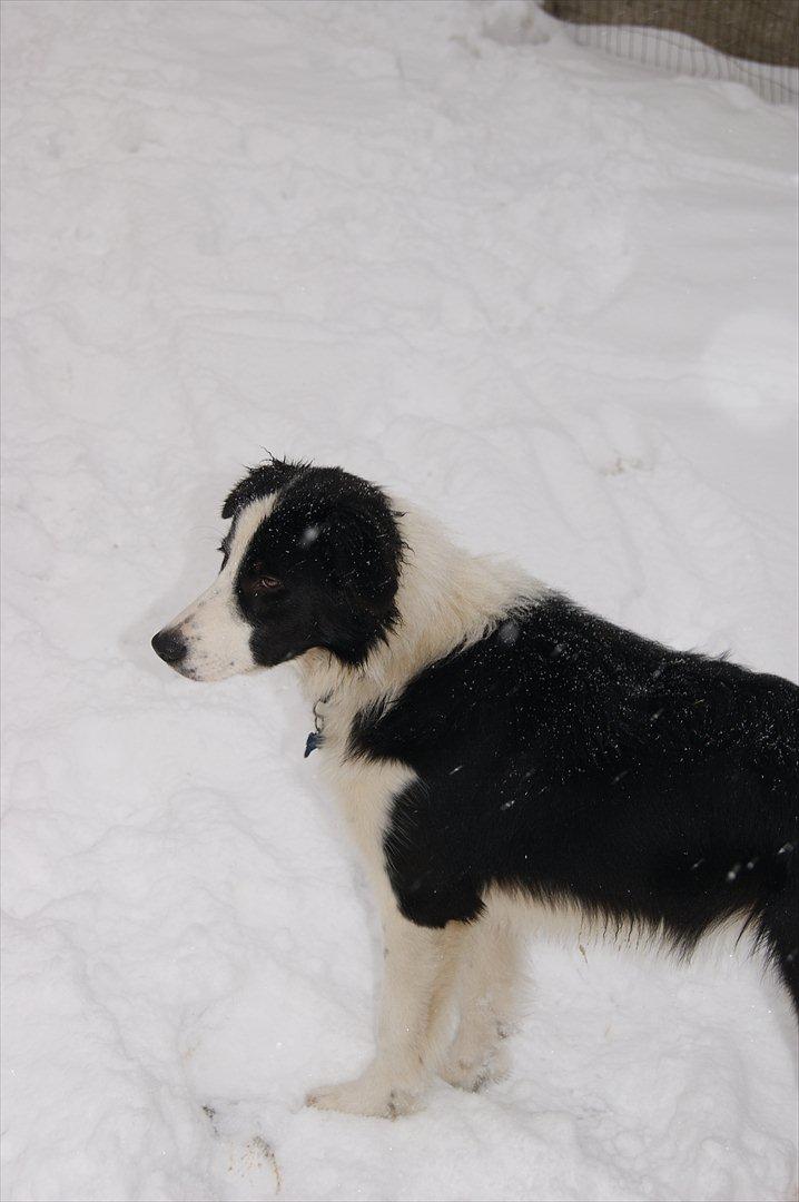 Border collie Kvik billede 6