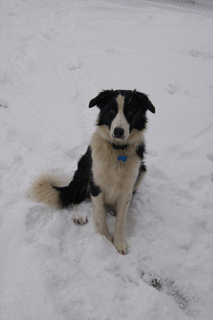 Border collie Kvik billede 4