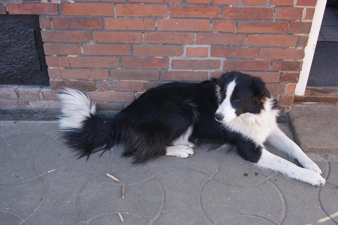 Border collie Kvik billede 3