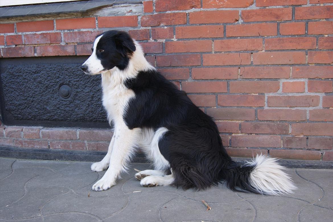 Border collie Kvik billede 2