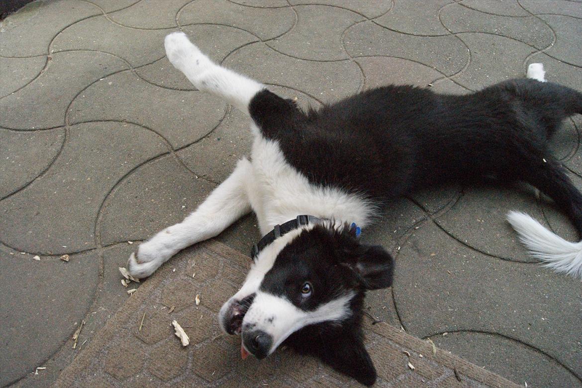 Border collie Kvik billede 9