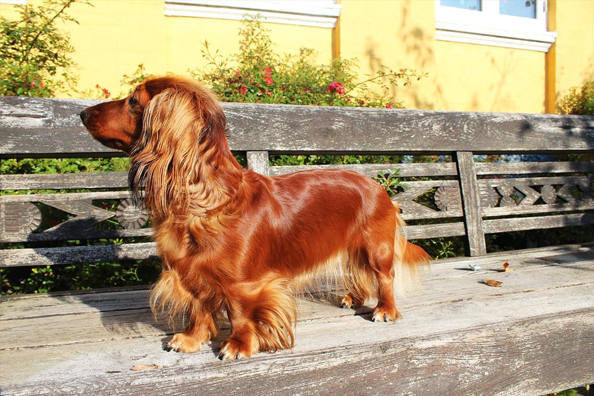 Dværggravhund Lille Struer's Frida billede 2