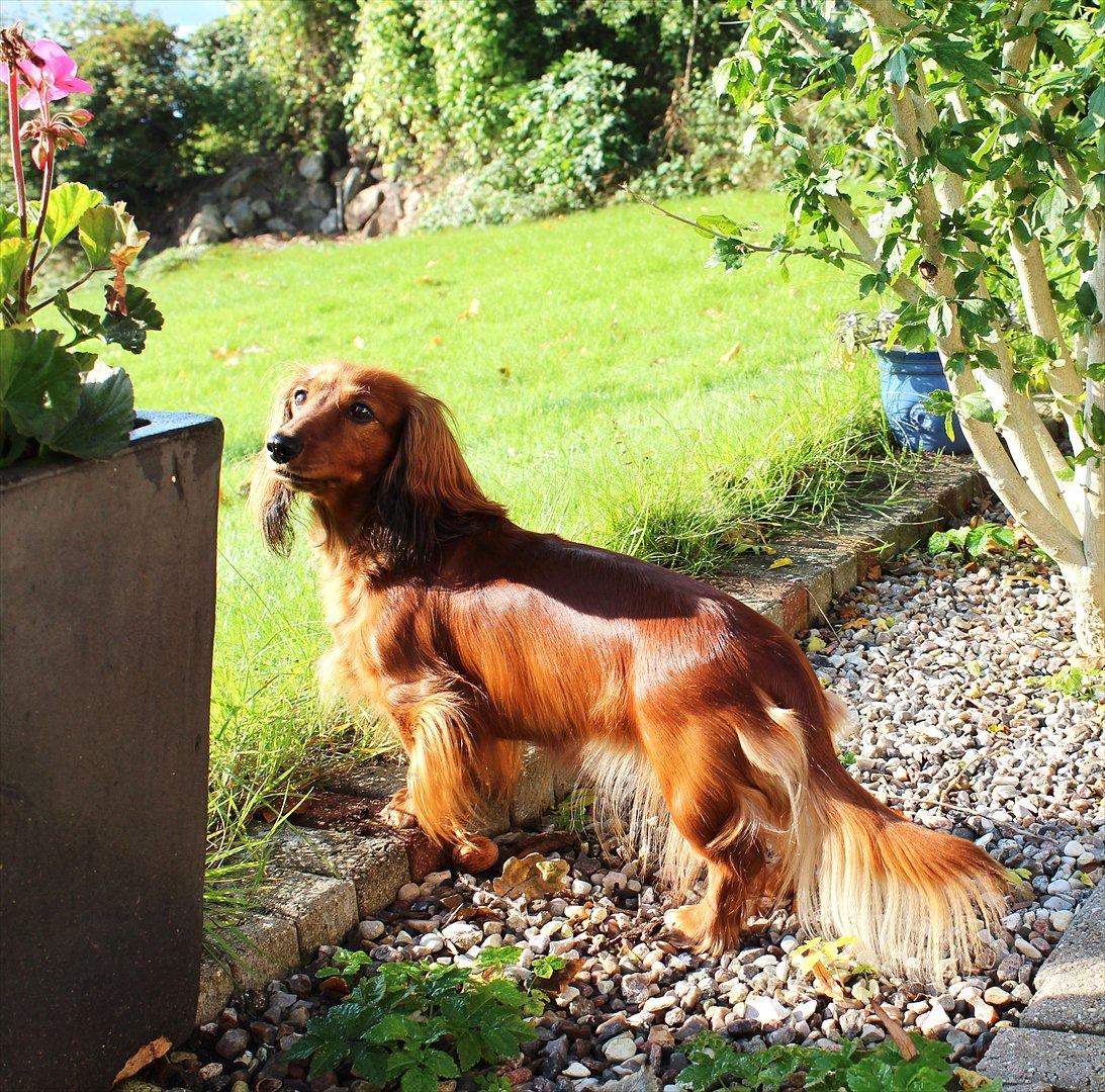 Dværggravhund Lille Struer's Frida billede 1