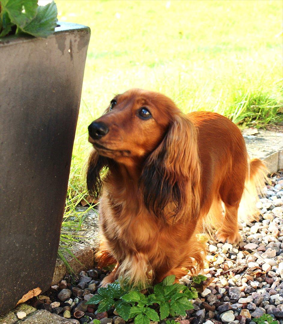 Dværggravhund Lille Struer's Frida billede 3