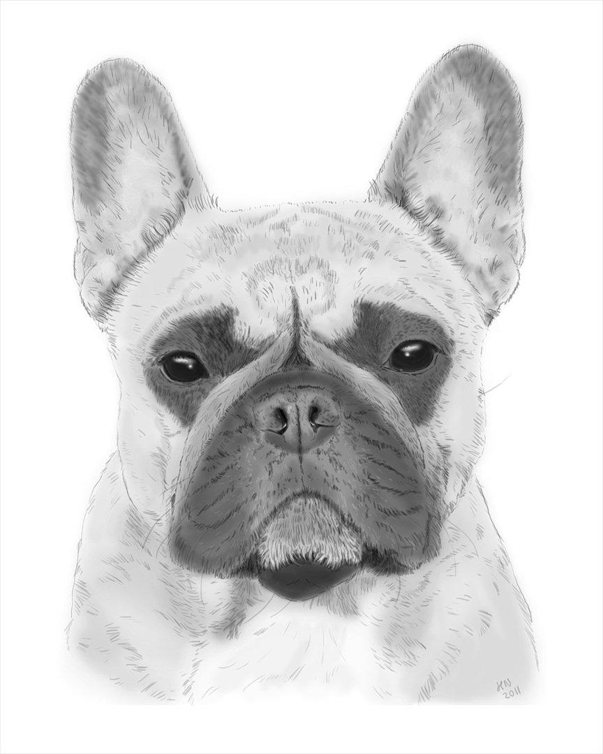 Fransk bulldog Bella. R.I.P. billede 19