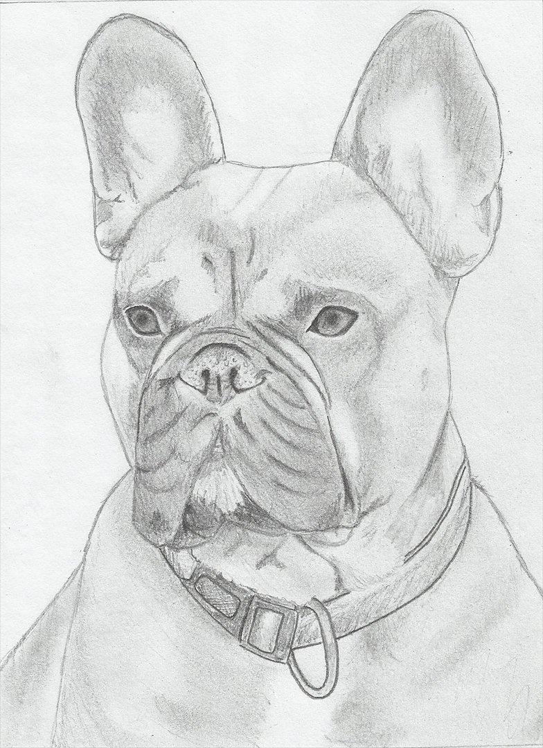 Fransk bulldog Bonzo R.I.P. billede 20