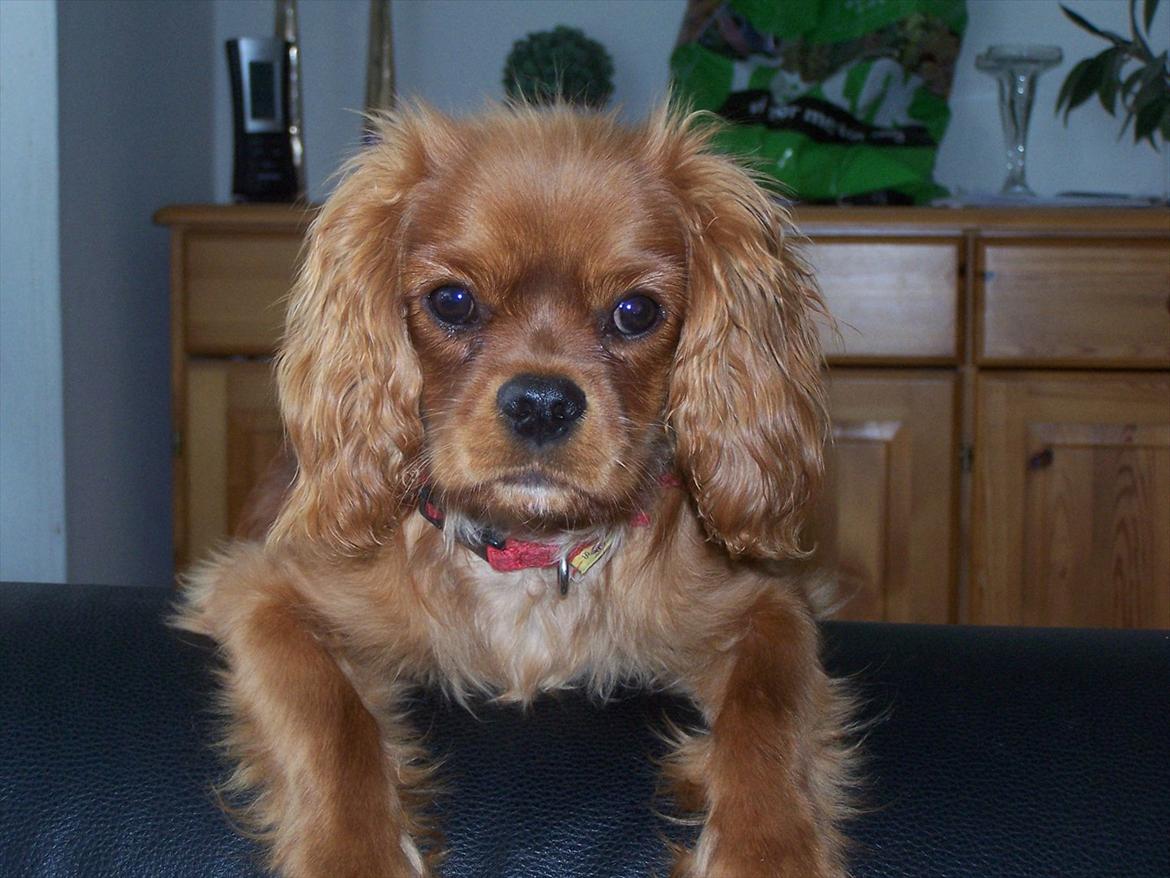 Cavalier king charles spaniel Kongo billede 12