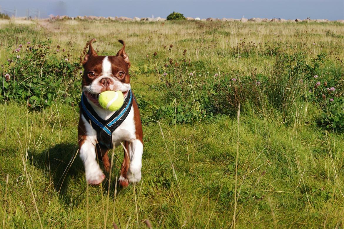 Boston terrier Tyson - September 2011 billede 1