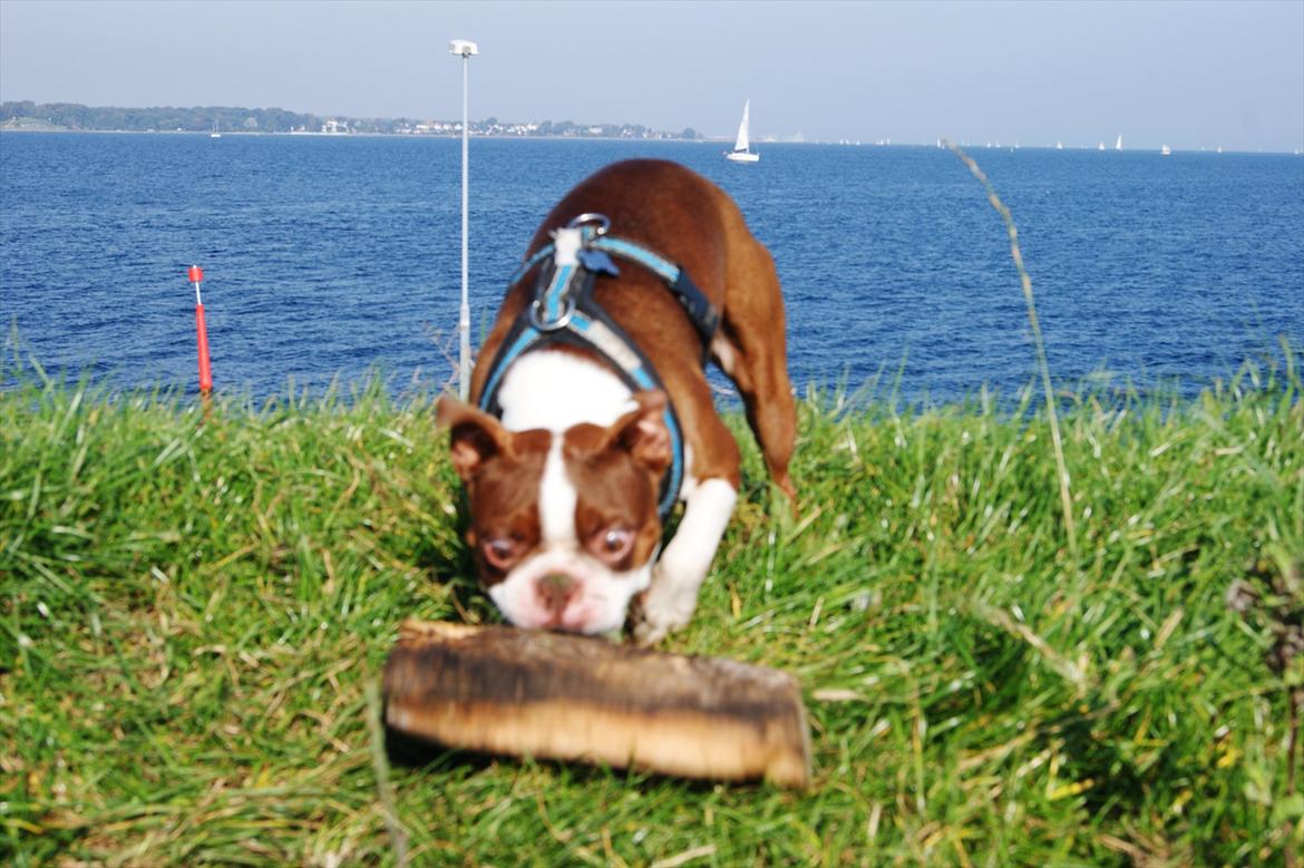 Boston terrier Tyson - September 2011 billede 19