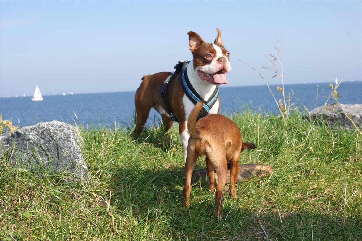 Boston terrier Tyson - September 2011 billede 20