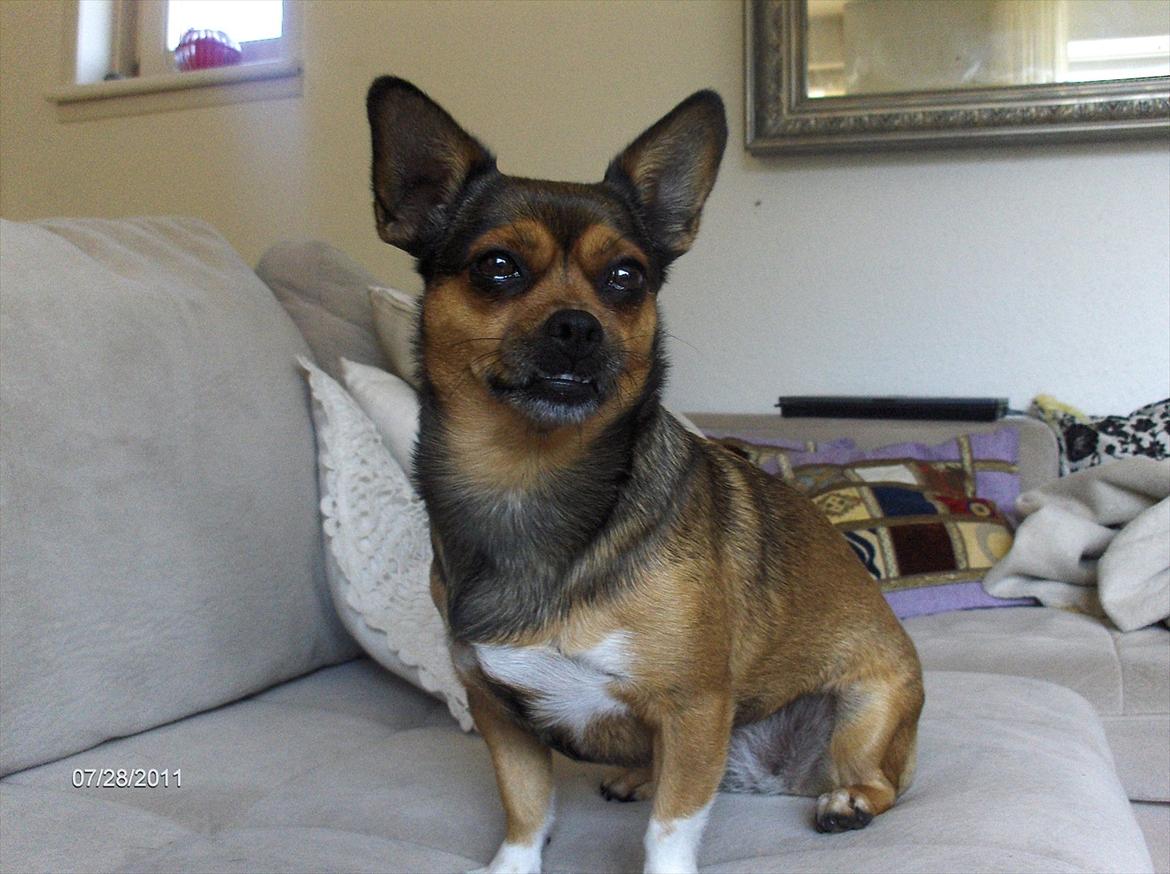 Blanding af racer Mille billede 8