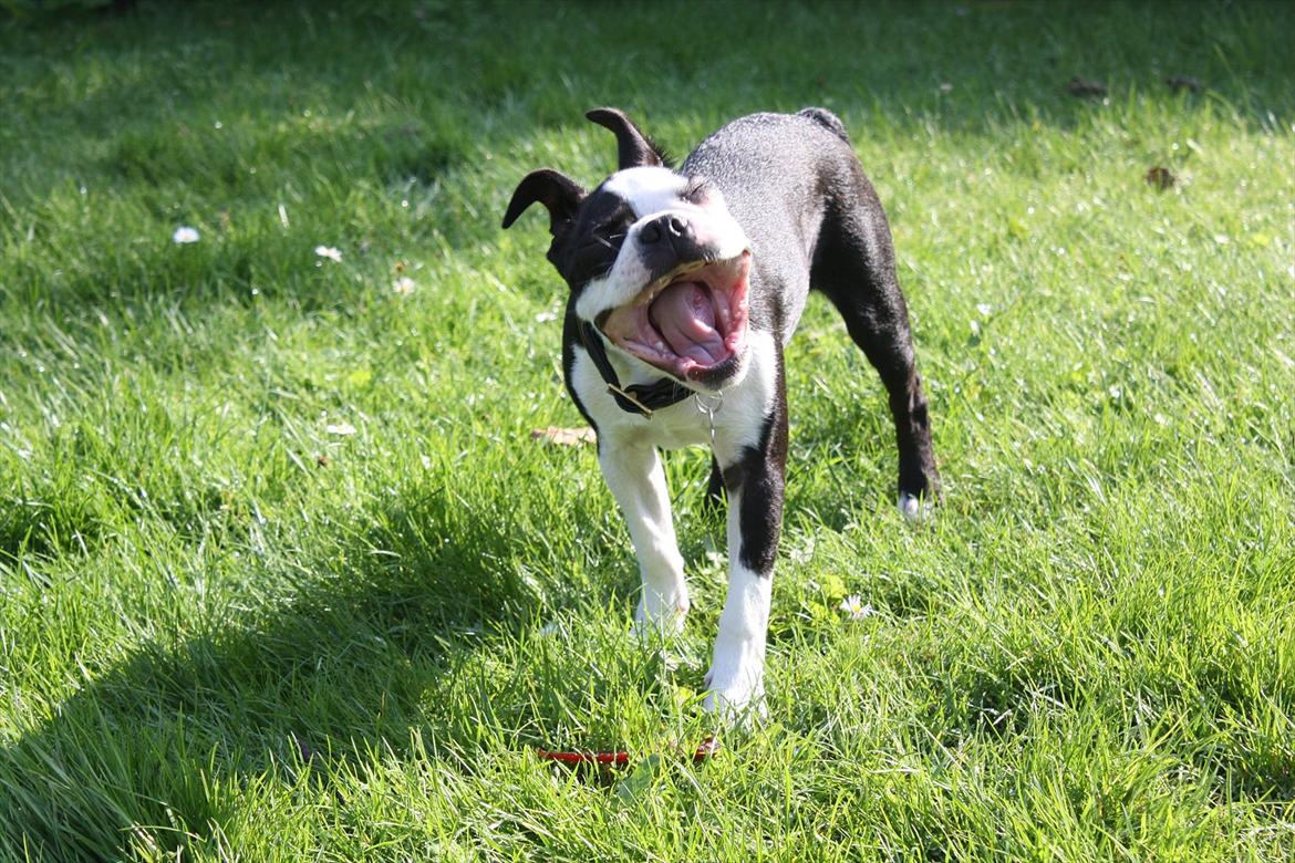 Boston terrier Hector billede 15