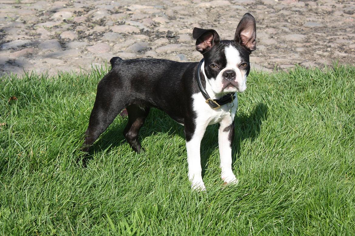Boston terrier Hector billede 16