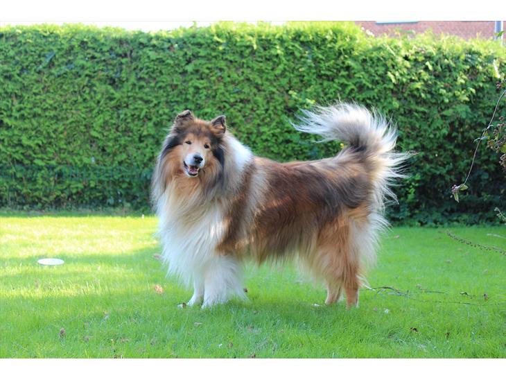 {{currentPhoto.altText}} billede {{currentPhoto.number}}