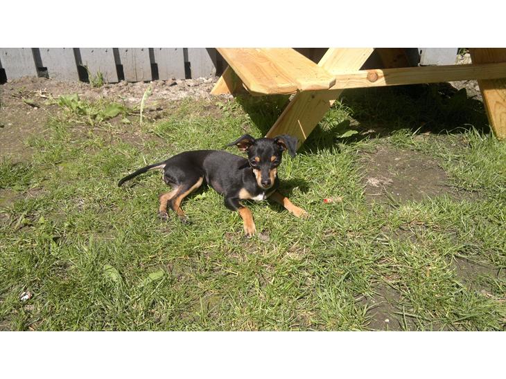 {{currentPhoto.altText}} billede {{currentPhoto.number}}