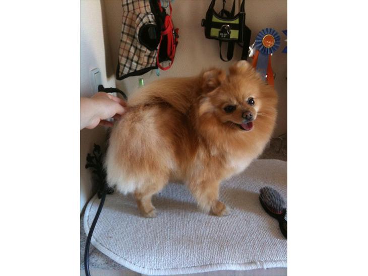 Pomeranian Pomzoo's Ice On Fire Amy billede 1