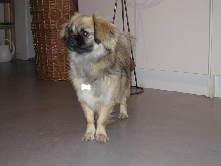 {{currentPhoto.altText}} billede {{currentPhoto.number}}