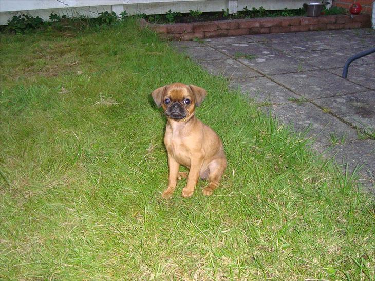 {{currentPhoto.altText}} billede {{currentPhoto.number}}