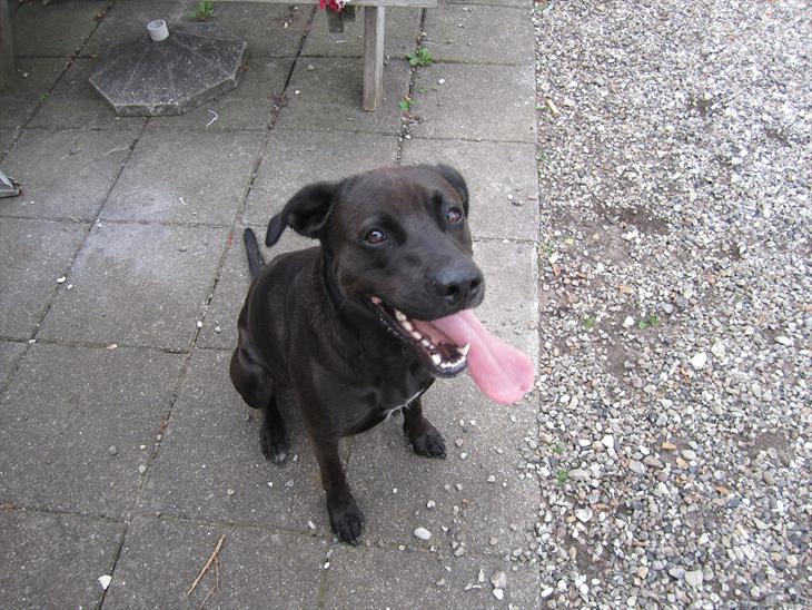 {{currentPhoto.altText}} billede {{currentPhoto.number}}