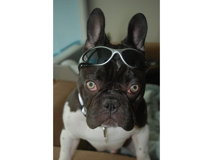 Fransk bulldog harley med blå øjne - så fik vi lige solbriller på :-) billede 1