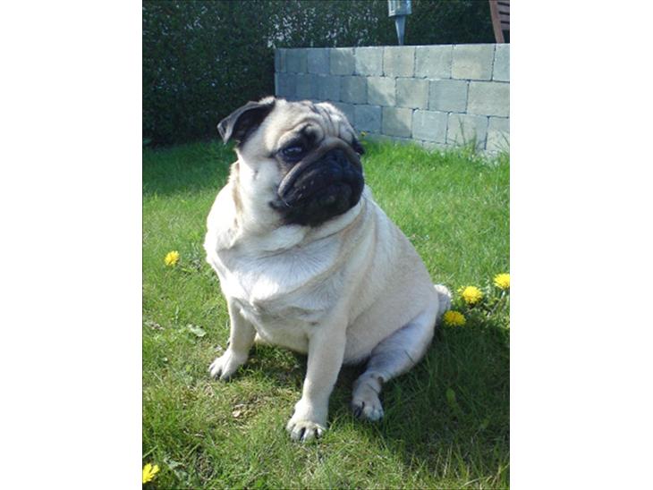 Mops Karla - Karla - da vi lige havde fået hende. billede 1