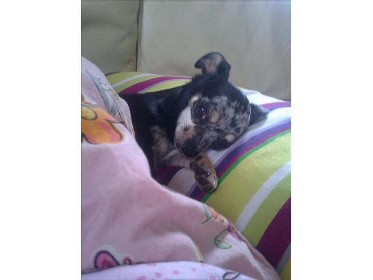 {{currentPhoto.altText}} billede {{currentPhoto.number}}