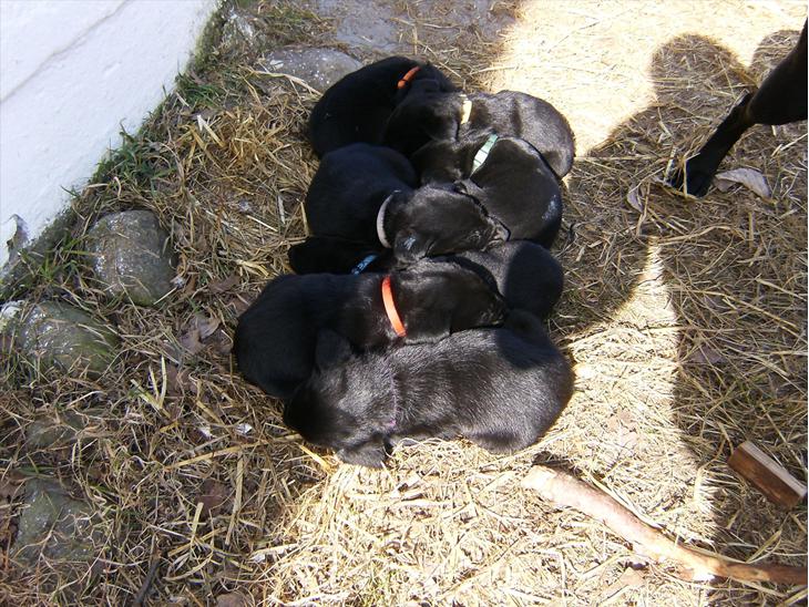 {{currentPhoto.altText}} billede {{currentPhoto.number}}