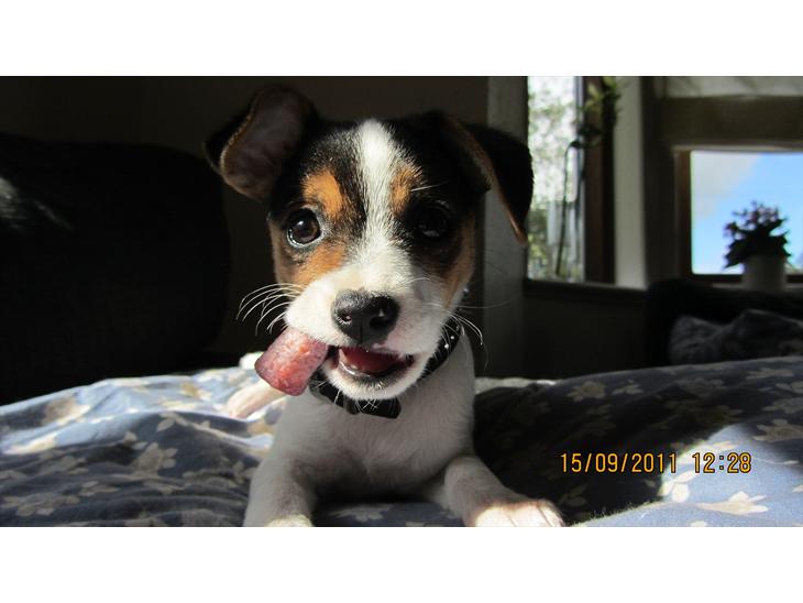 {{currentPhoto.altText}} billede {{currentPhoto.number}}