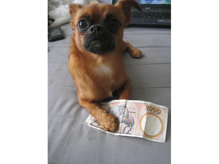 {{currentPhoto.altText}} billede {{currentPhoto.number}}