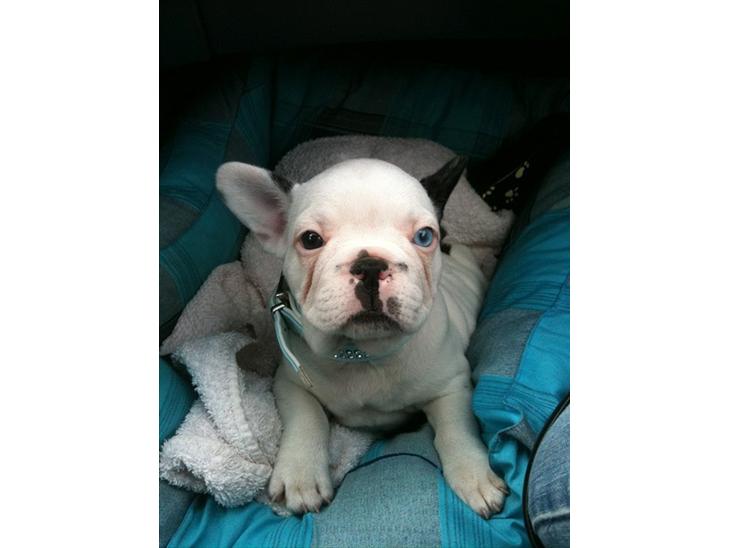 {{currentPhoto.altText}} billede {{currentPhoto.number}}